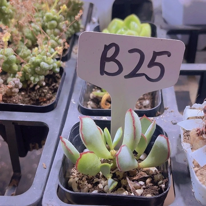 精品B25巧克力水泡带盆土发