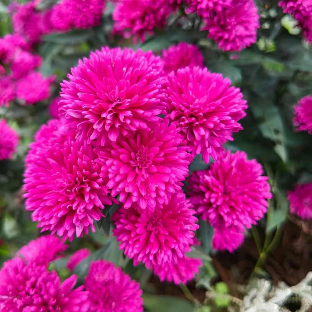 【送肥料】一加仑紫菀莎夏多年生耐热耐寒庭院阳台好养易活