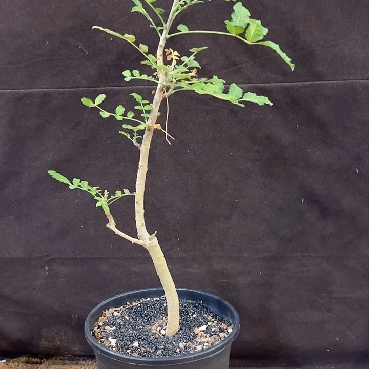 汤圆植物啊蔓乳香橄榄