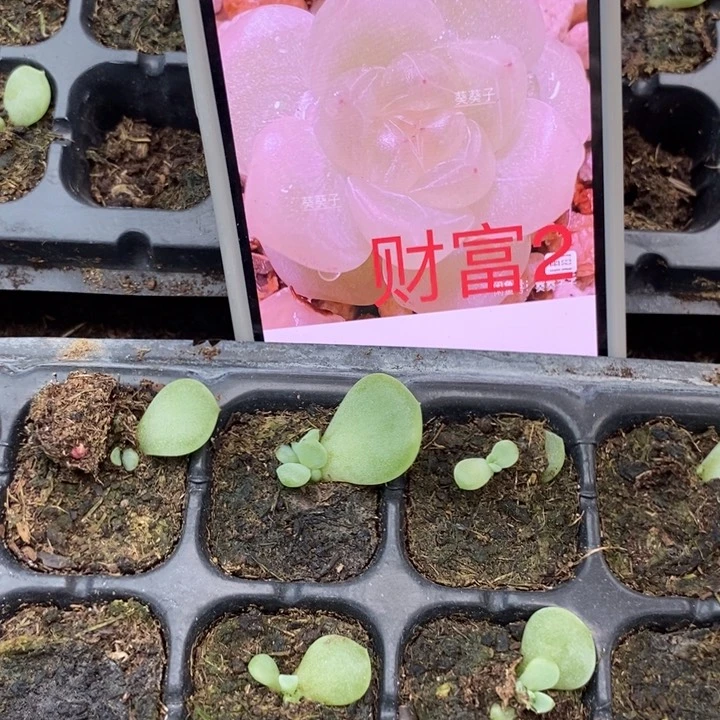 葵葵子财富c2芽苗一个多肉