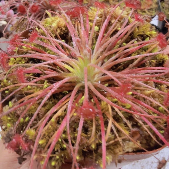 孔雀捕虫堇茅膏菜一颗