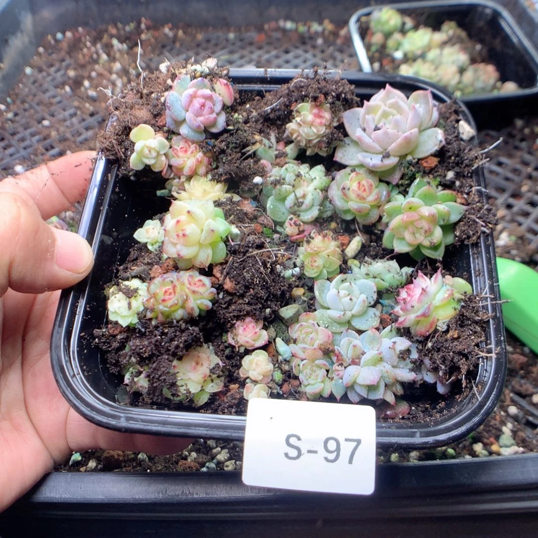 无花朵S97英语英语