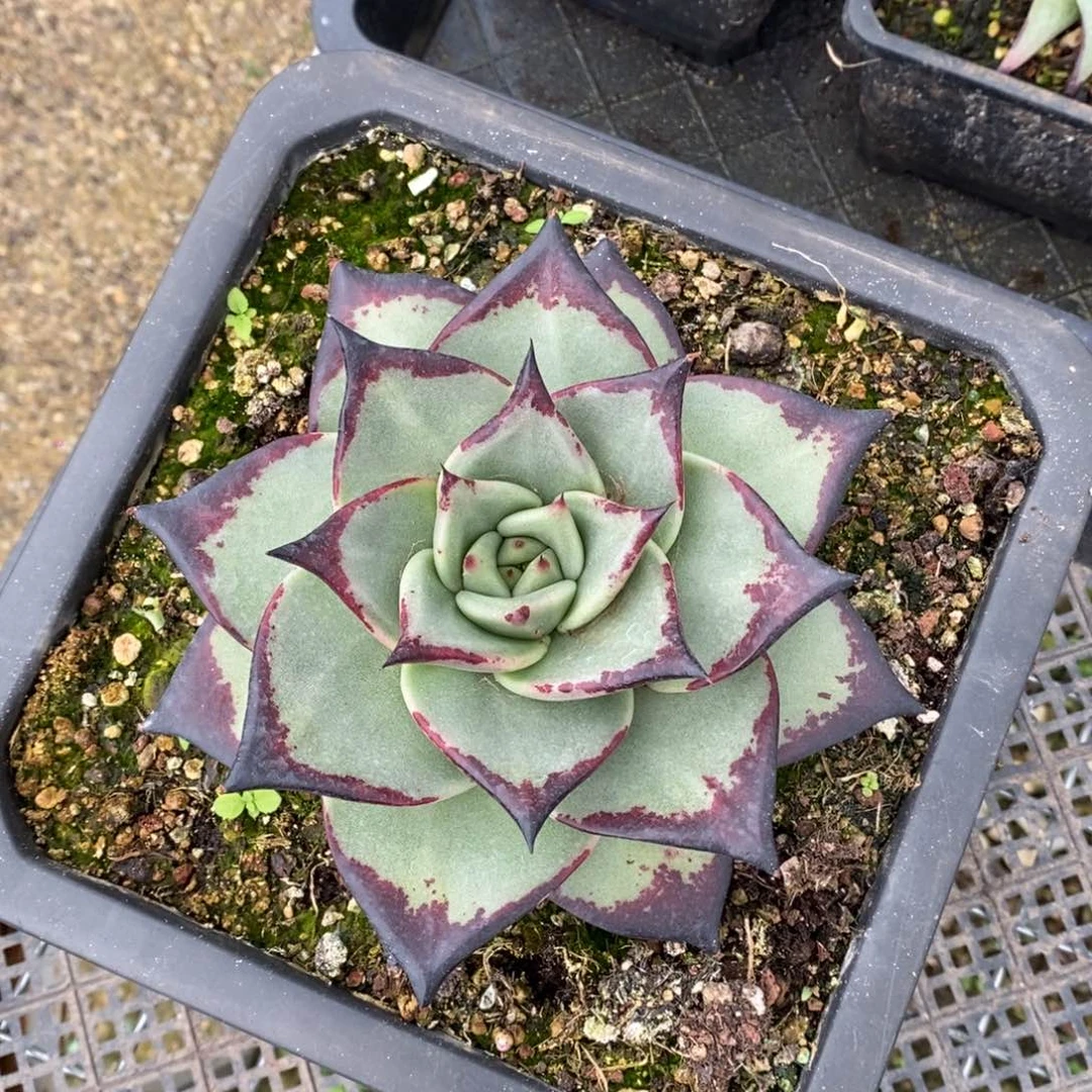 红**离阿明美宽B-25.6.25