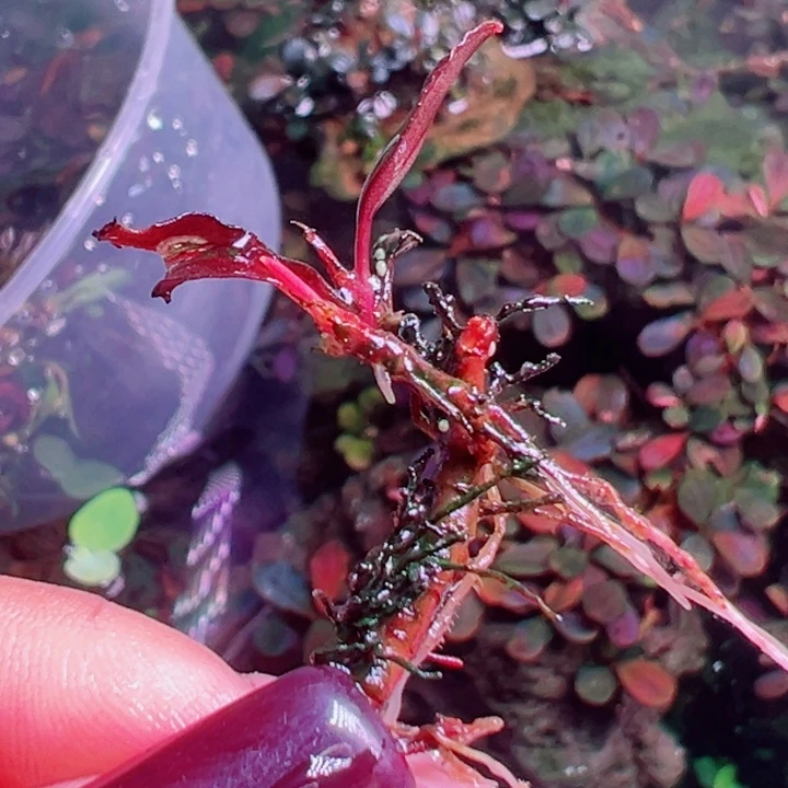 福利2号福利价植物一头