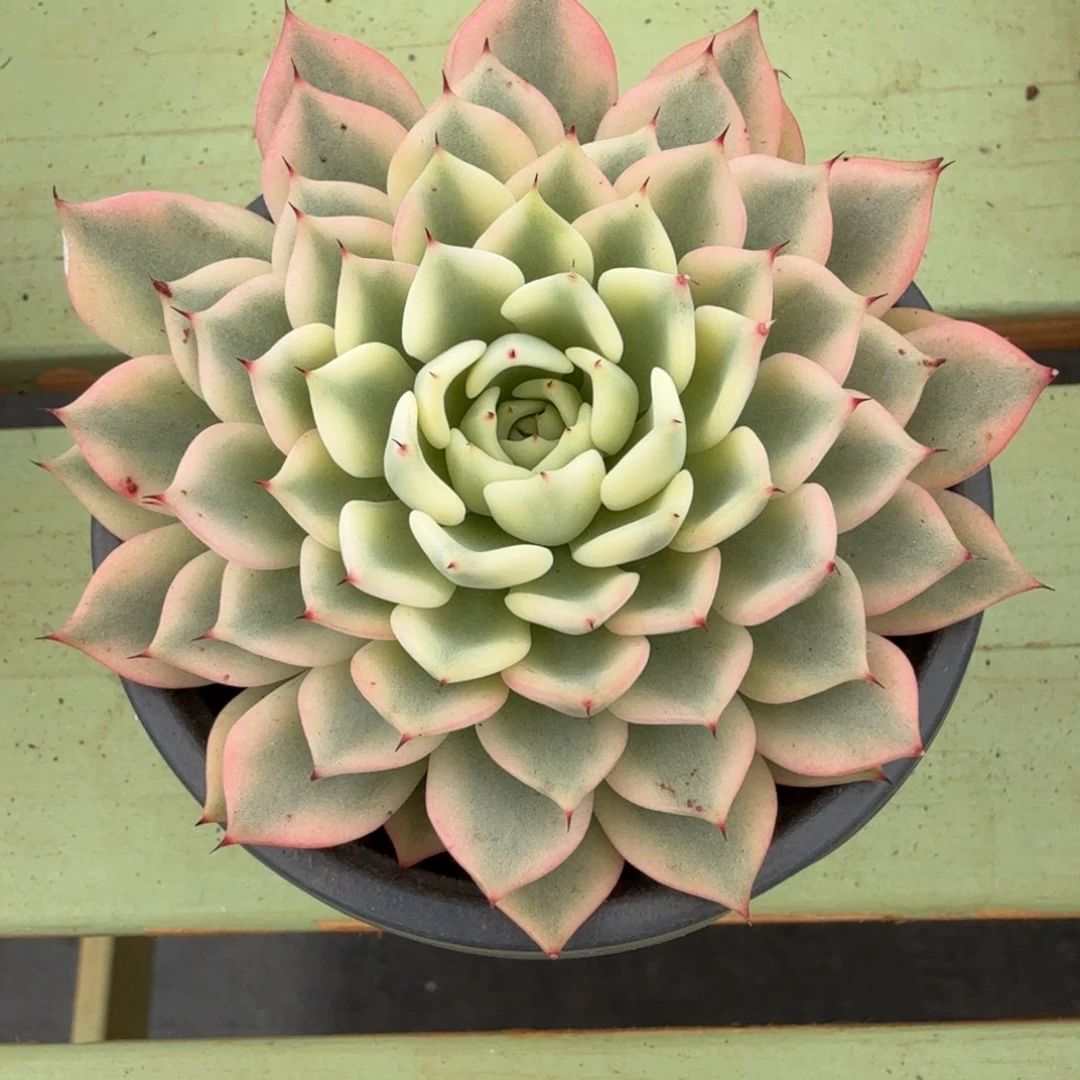 吉尔巴玫瑰锦锦上园艺一物一拍