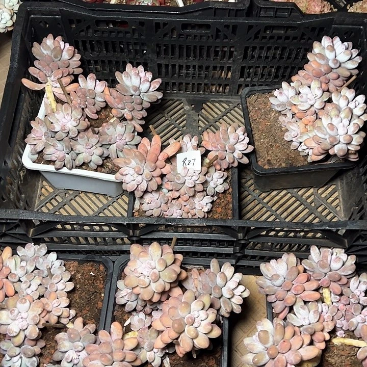 827多肉一颗包邮