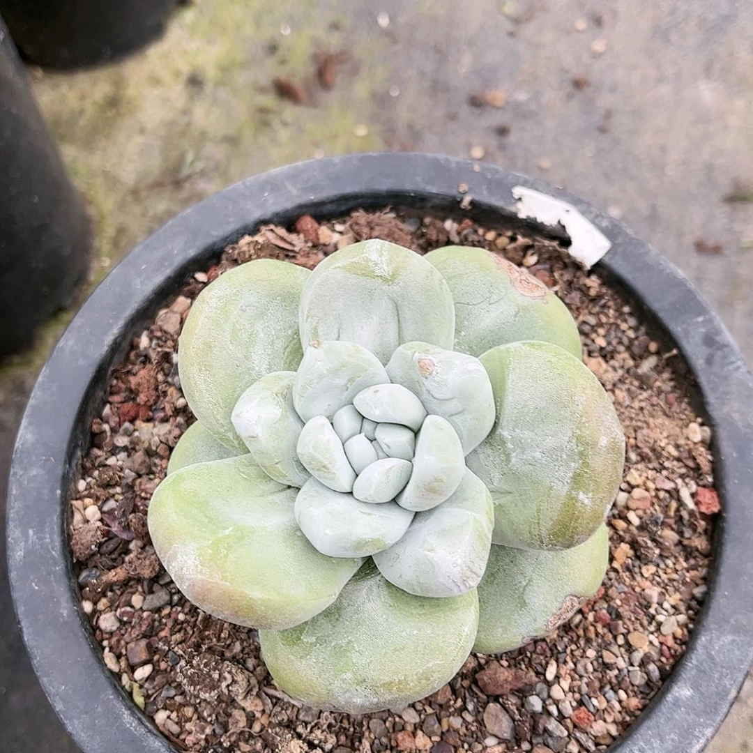 我****人9318拇指仙女杯多肉