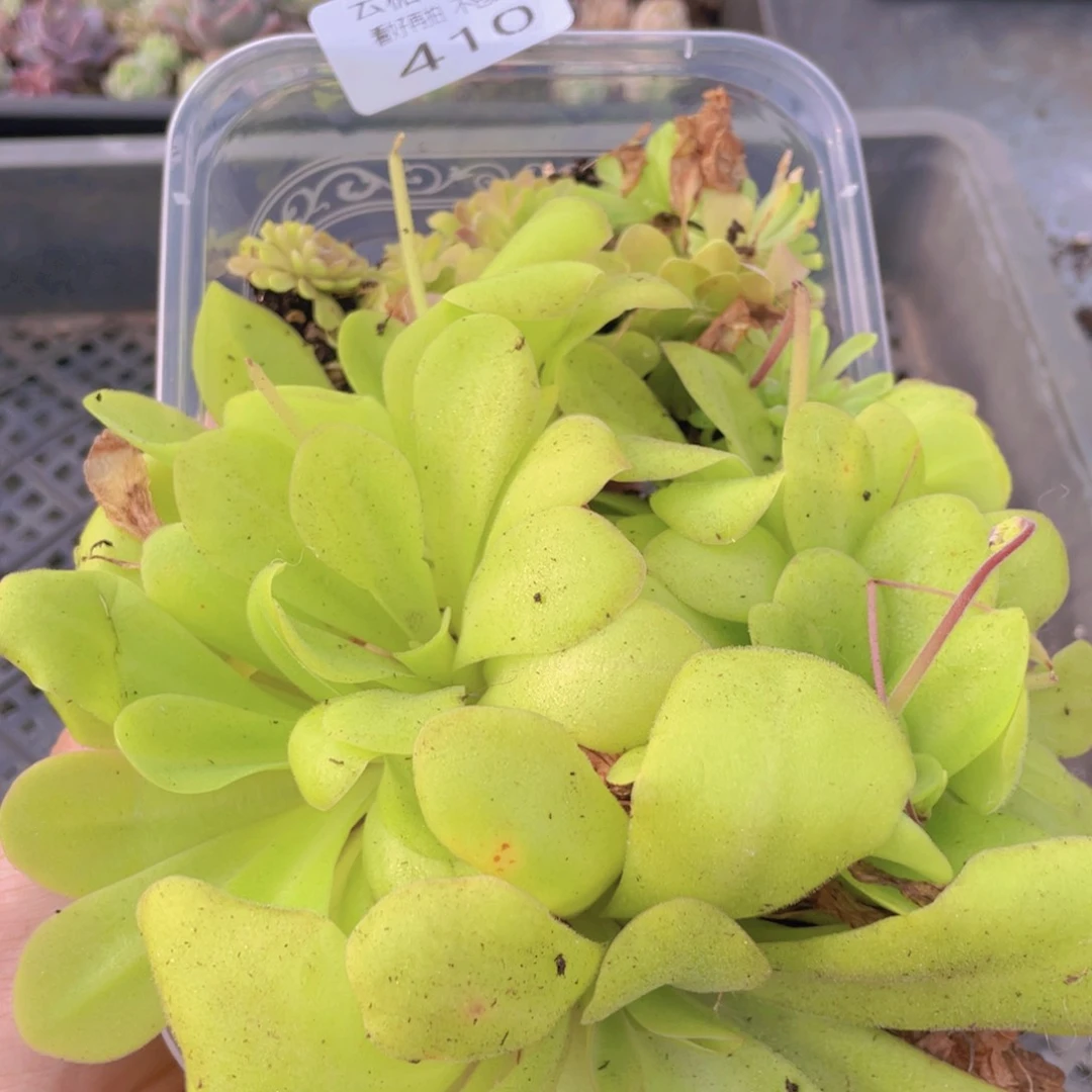 云糖心多肉植物410