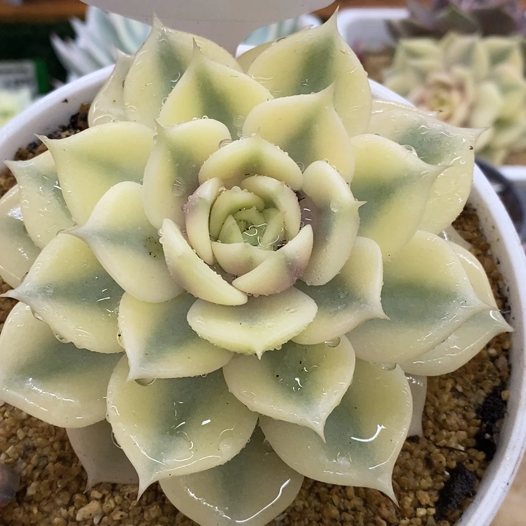 35次加尔湖哈哈哈哈哈哈