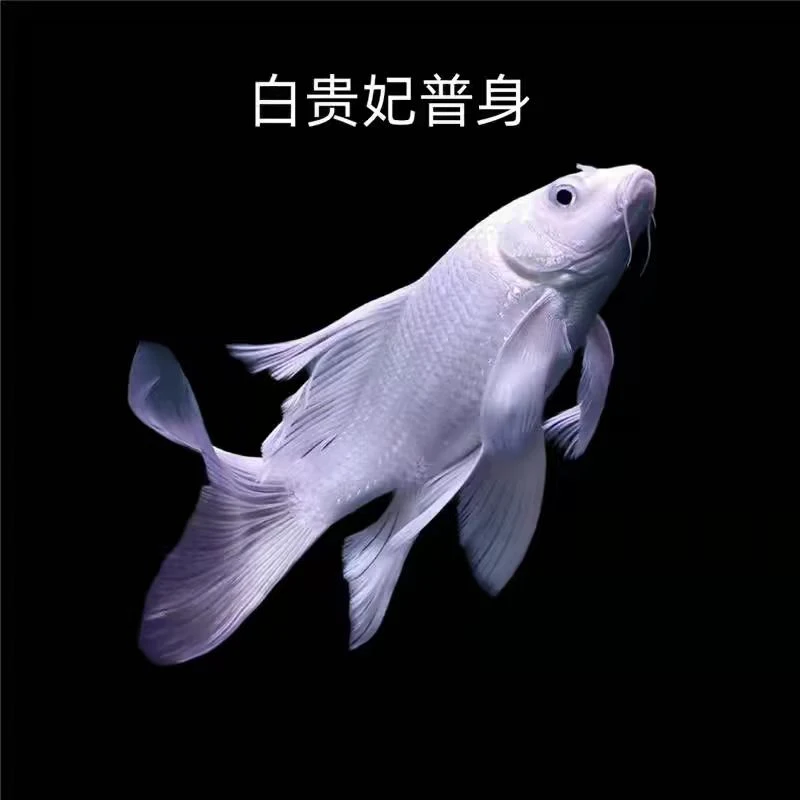 普身18-20厘米蝴蝶鲤普身短身台湾贵妃蝴蝶鲤墨蝶冷水鱼观赏鱼