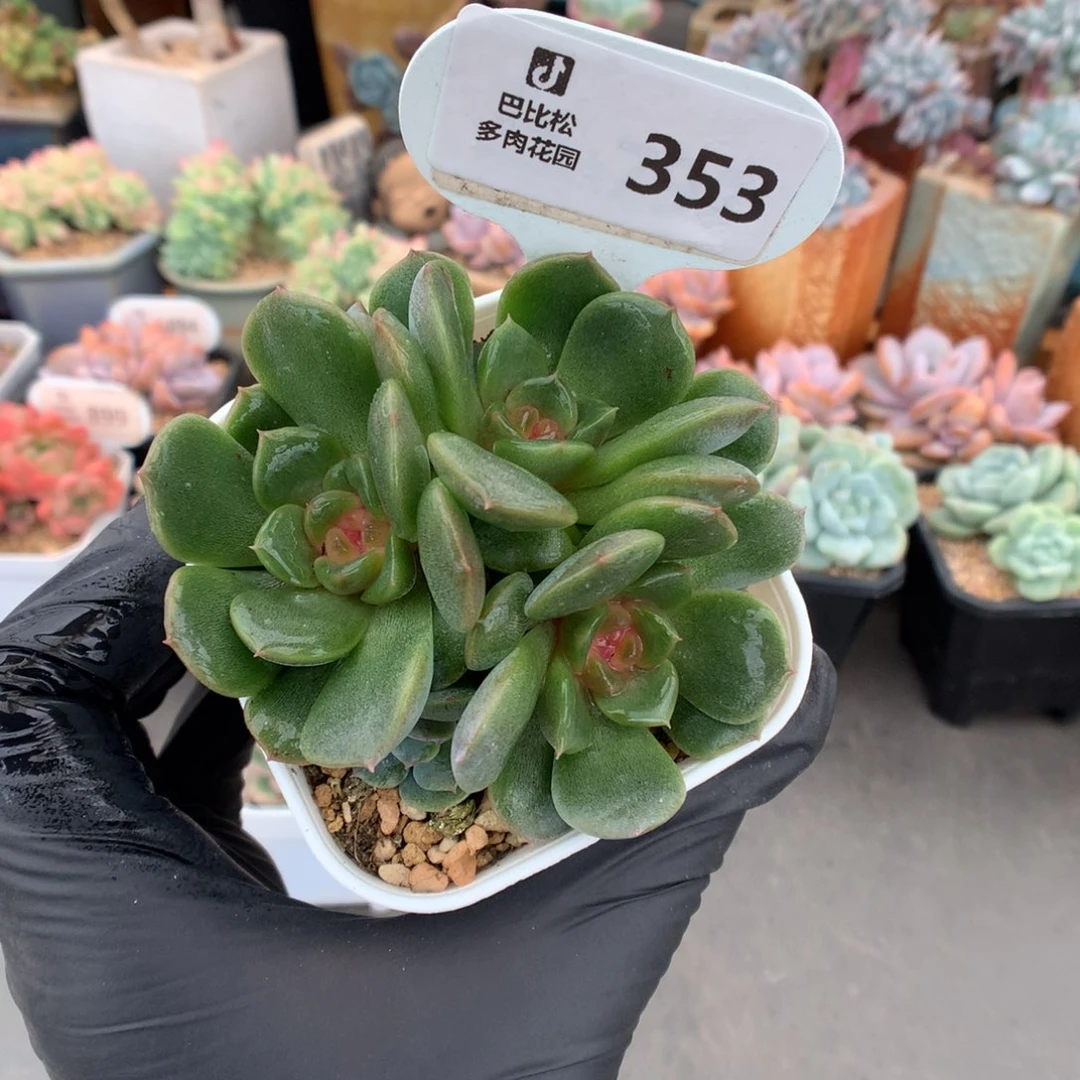 353 三头带崽甜心