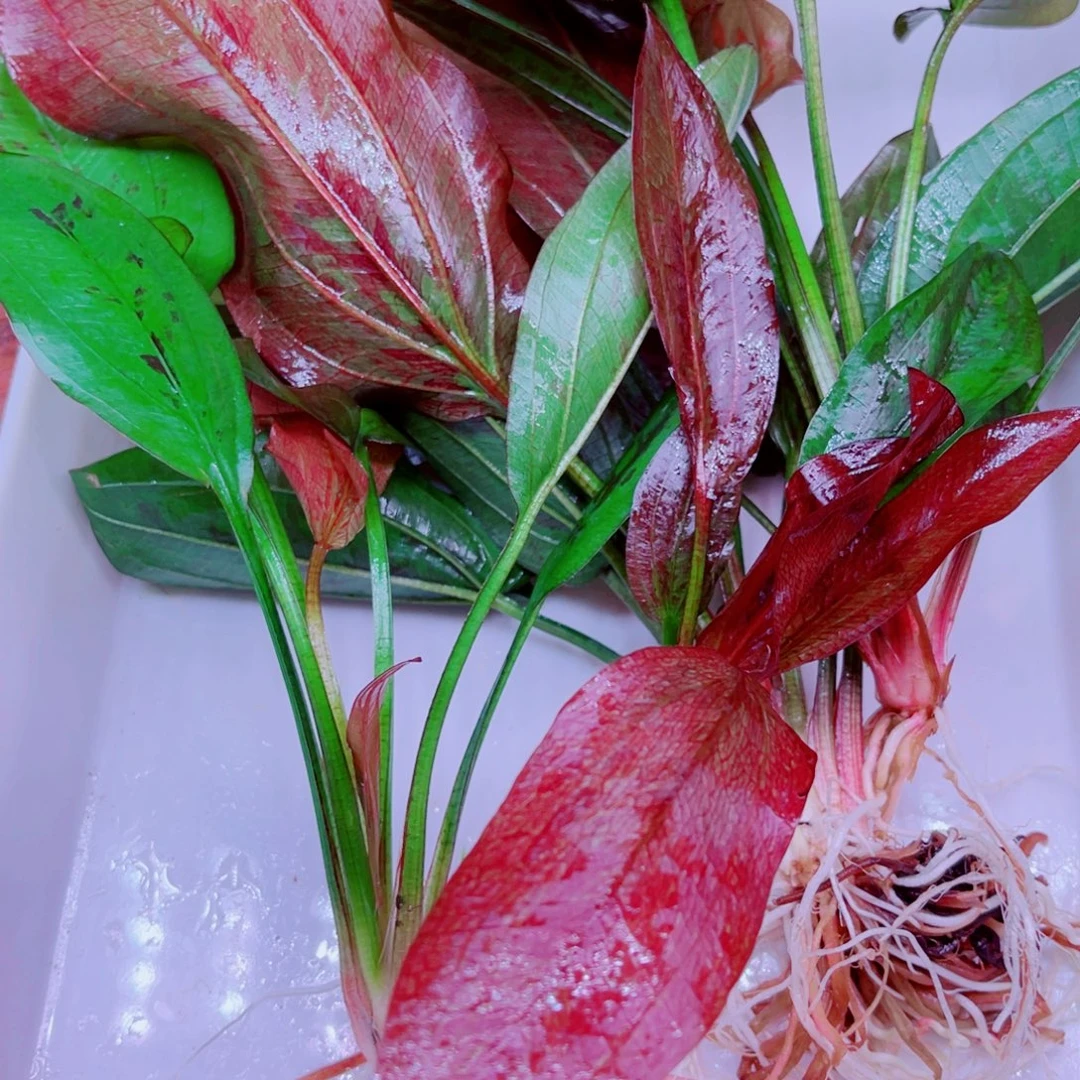 美小呆哇塞套餐一份