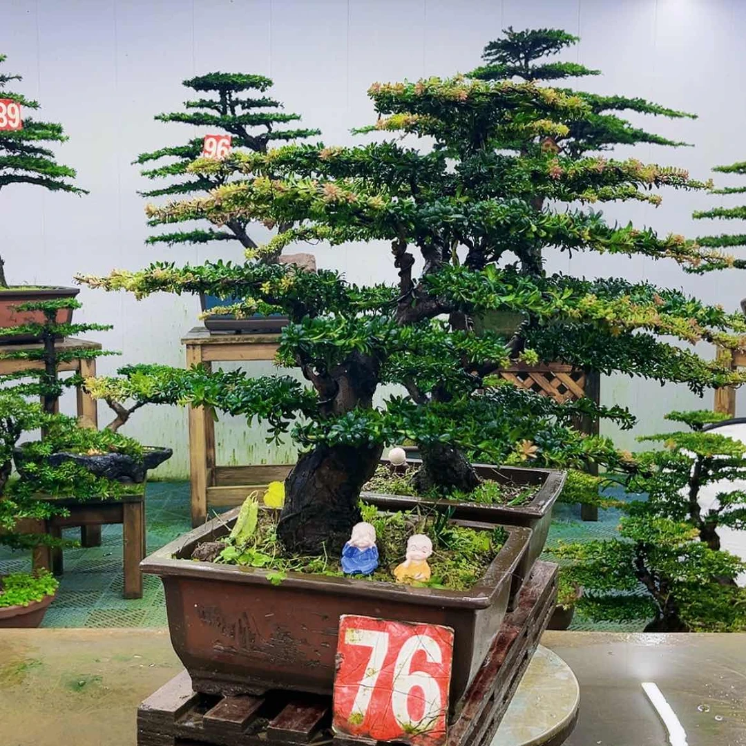 【闪购商品】无花朵