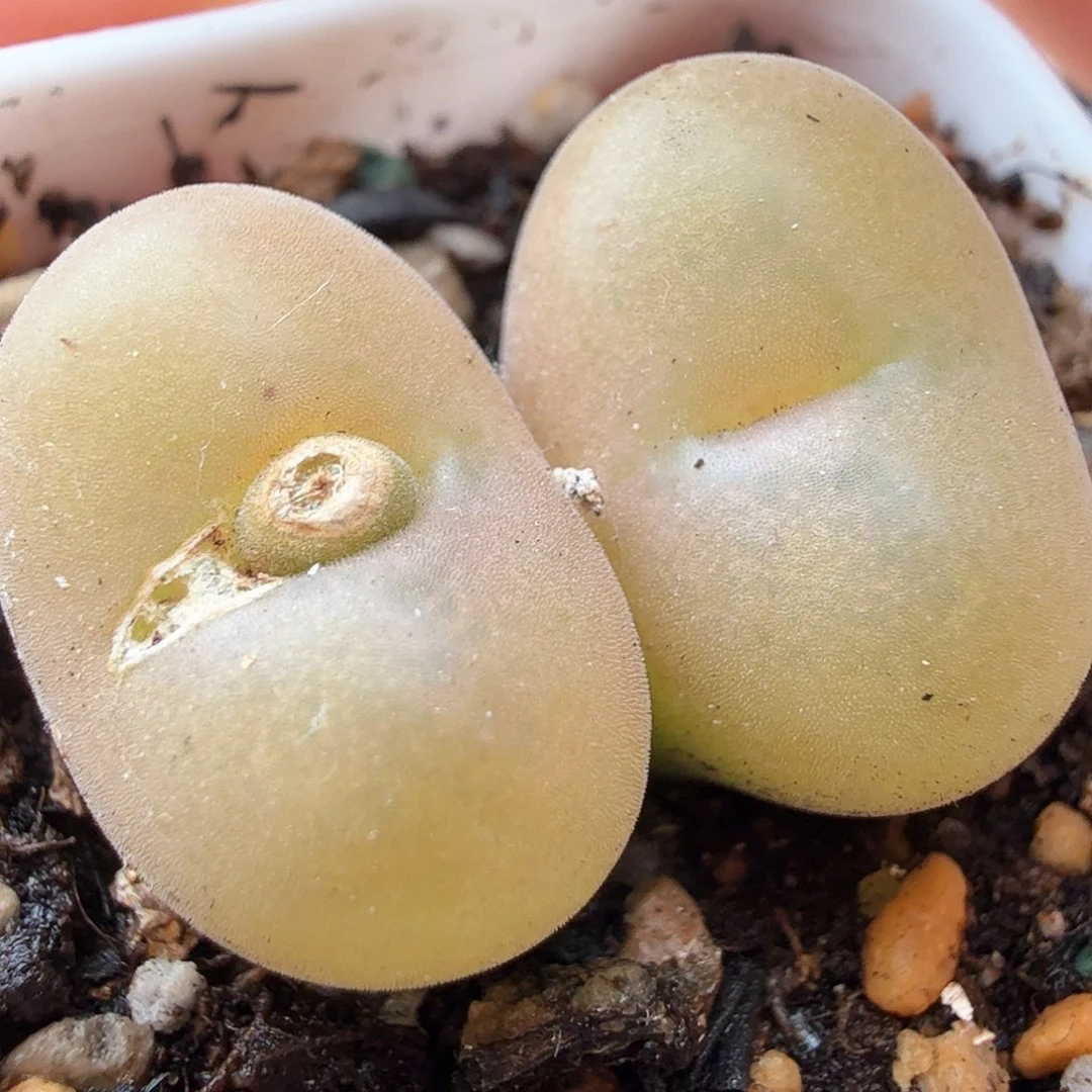 2.10.79/园艺空卡佛双头