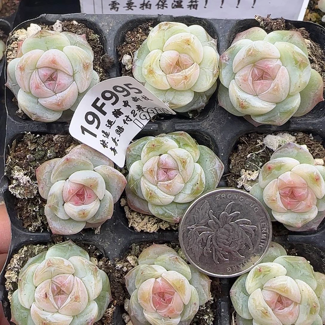 995九棵包子体糖心鼻屎苗