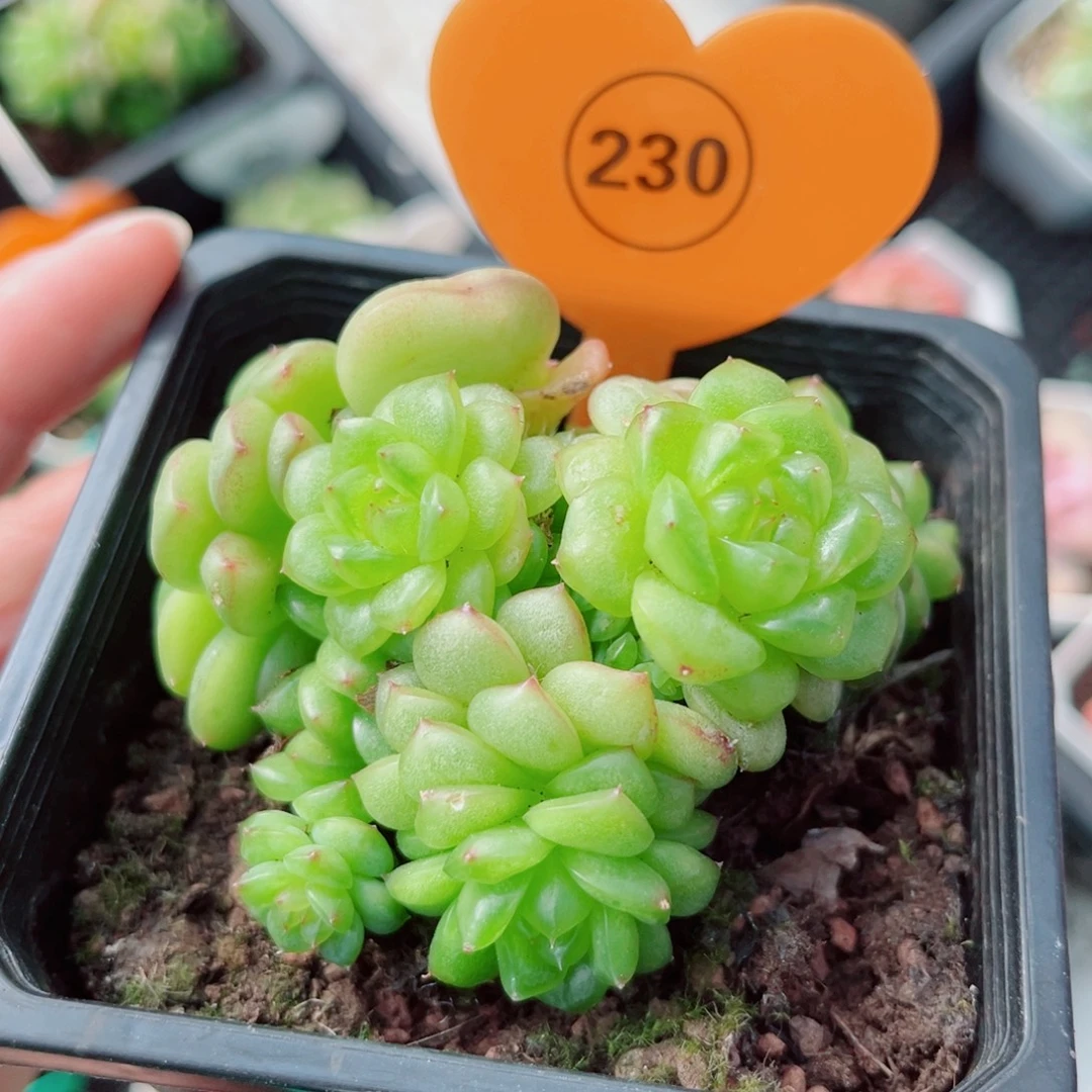 230号小老桩灯泡珍妮群
