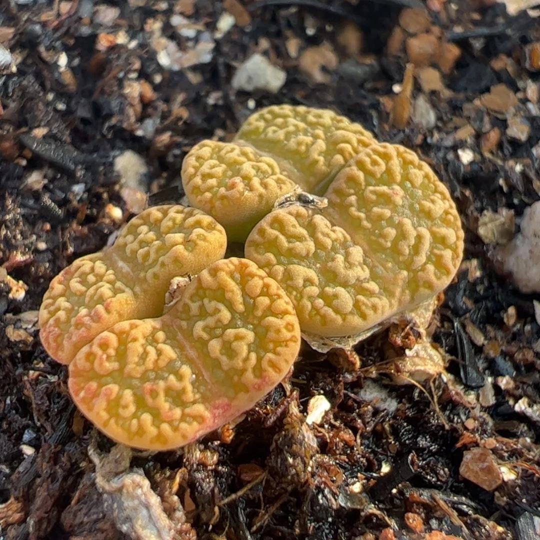 粉鸟群 多肉植物百科