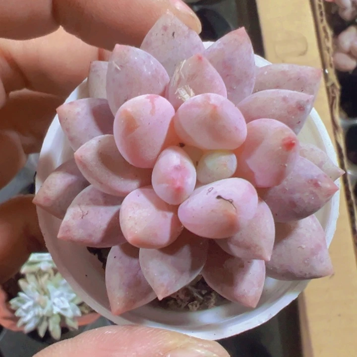 半夏精品多肉植物大战