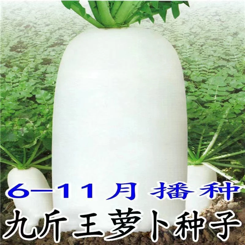 九斤王白萝卜种子不空心春不老大萝卜种籽蔬菜种籽春秋季播种甜脆