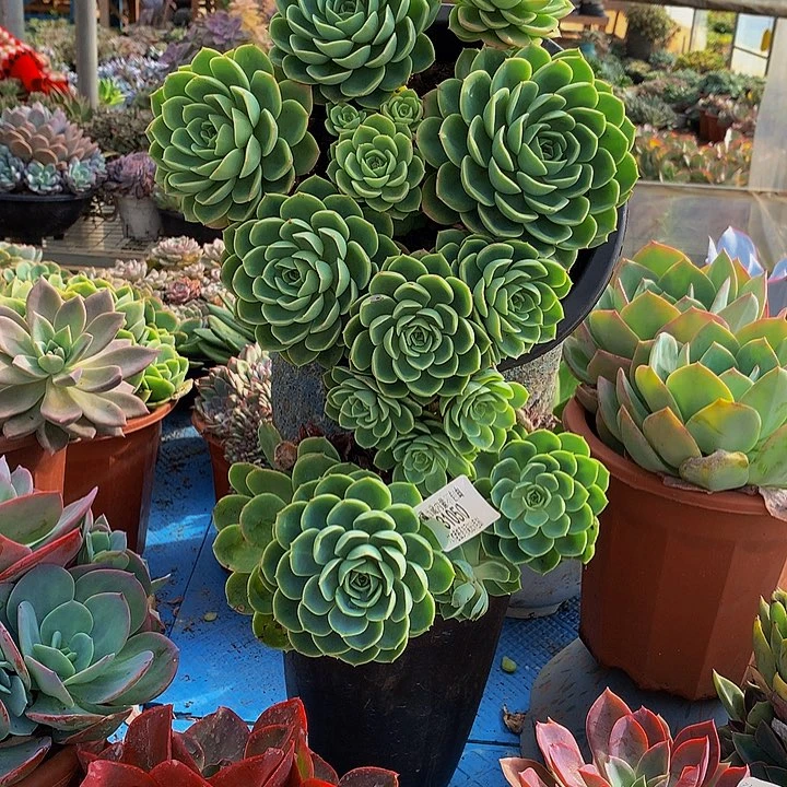 潘***姐    哈密瓜多肉31050