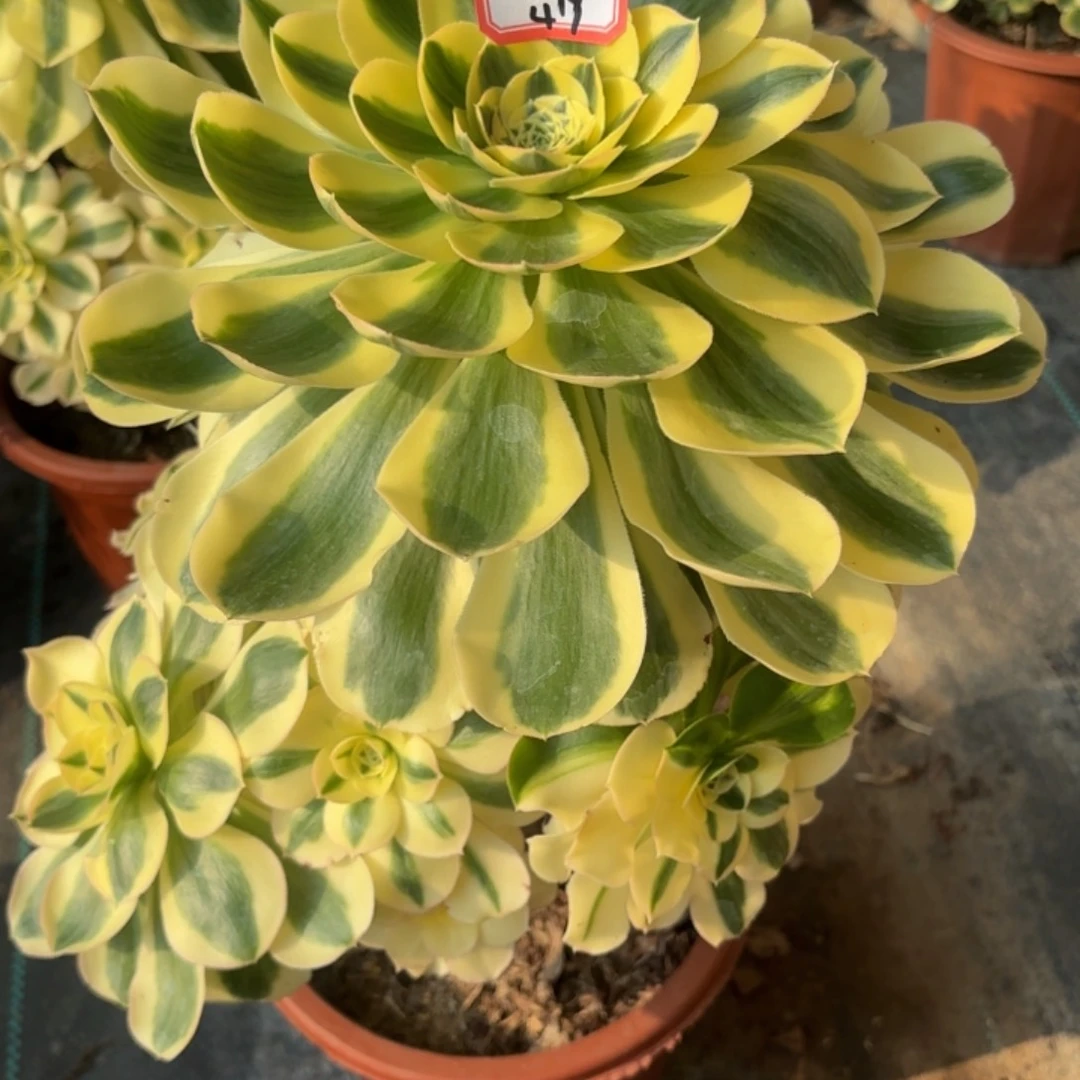 全部花朵紫***0419绿破多肉植物