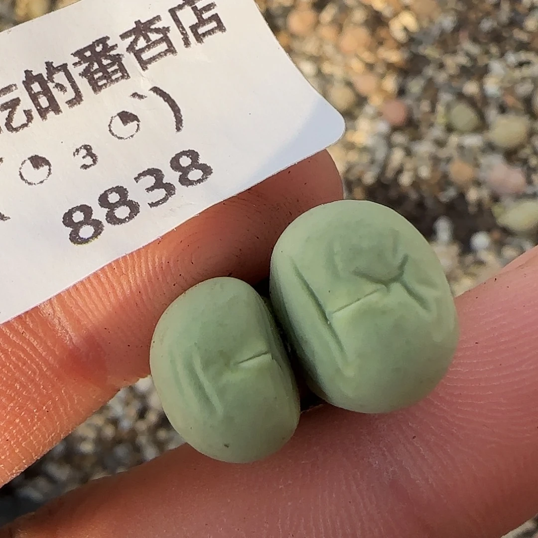 8838。默认脱土。18包邮。偏远88包邮