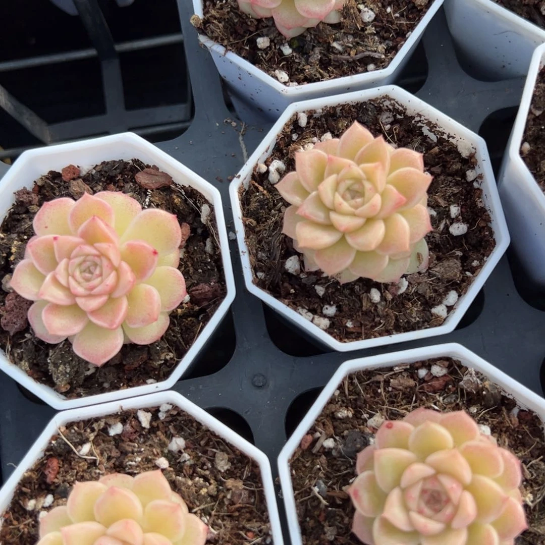 珍珠麦秆一颗量拍多肉满20包邮下午发