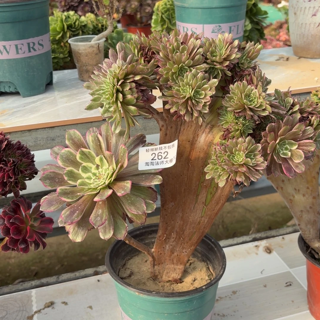 262水墨画缀化多肉植物