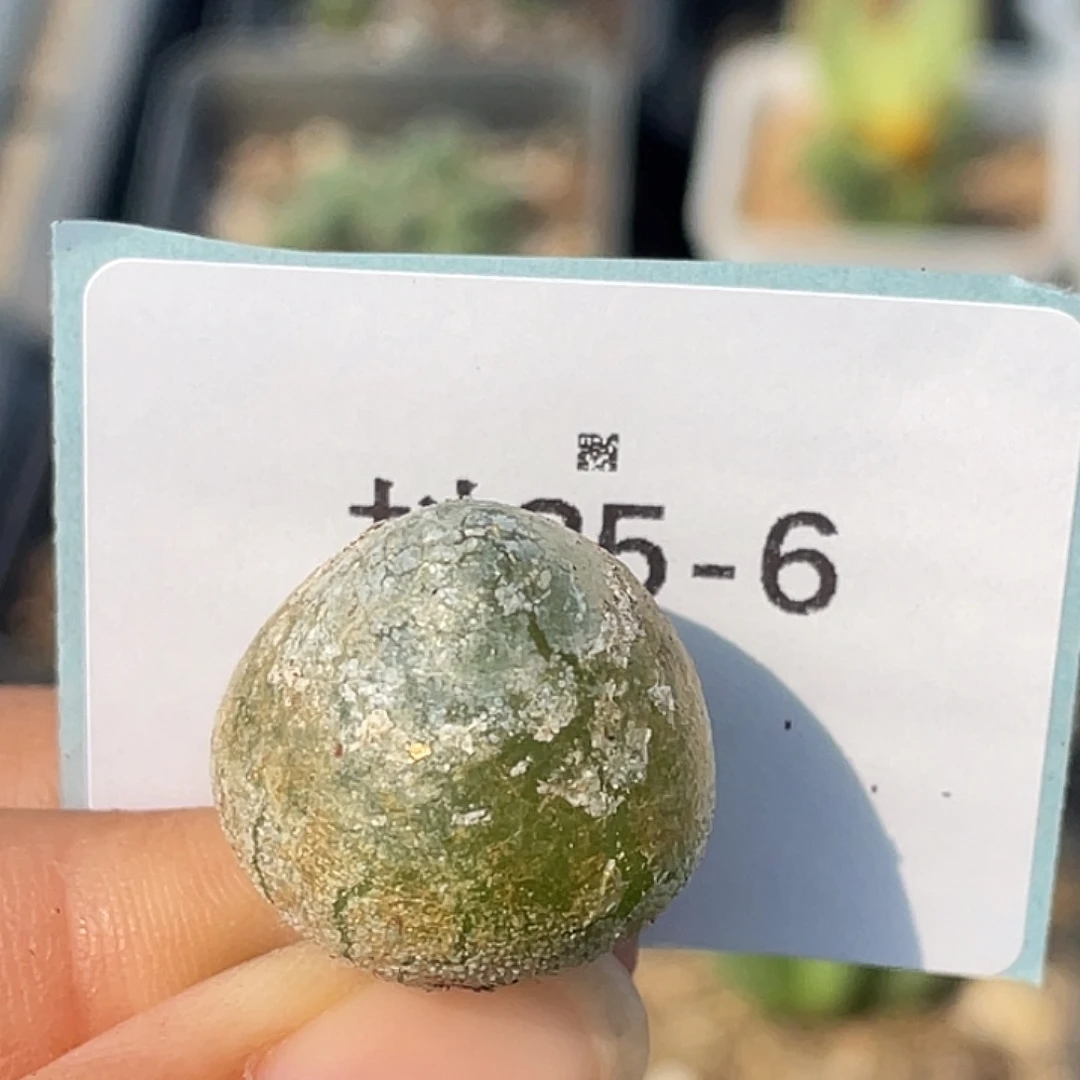 25-6灯泡多肉植物