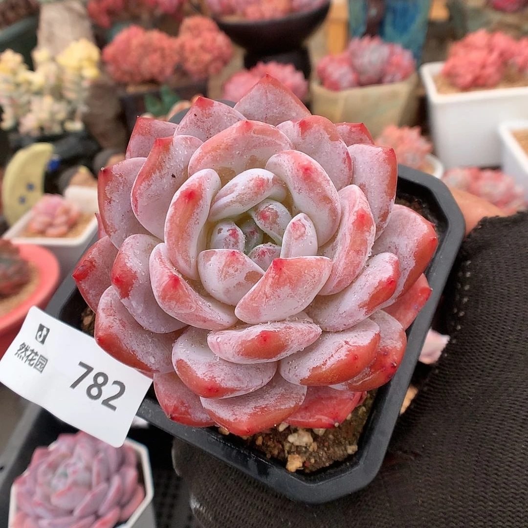782雪天使多肉植物66666