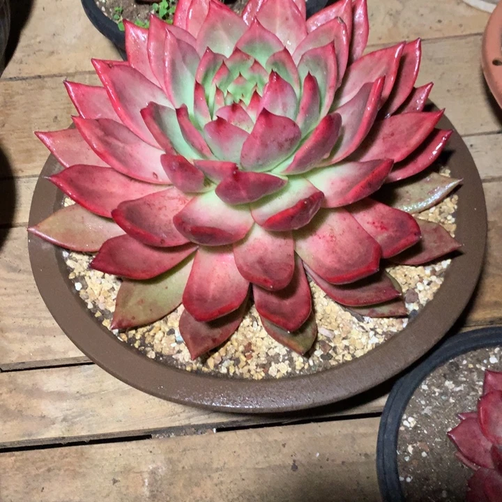 美肉特价活动开始啦