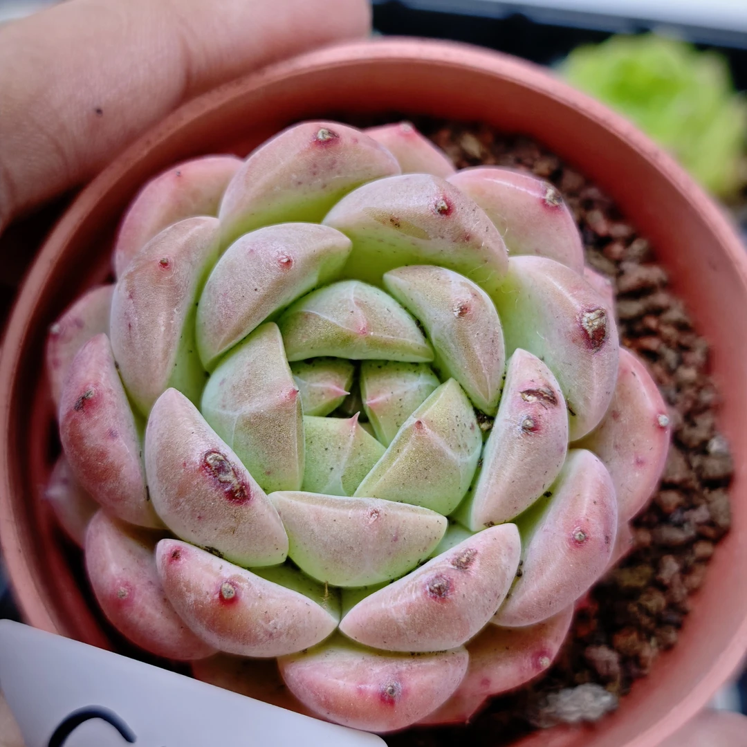 97多种款式多肉植物组合盆栽适合办公桌面阳台防辐射好养
