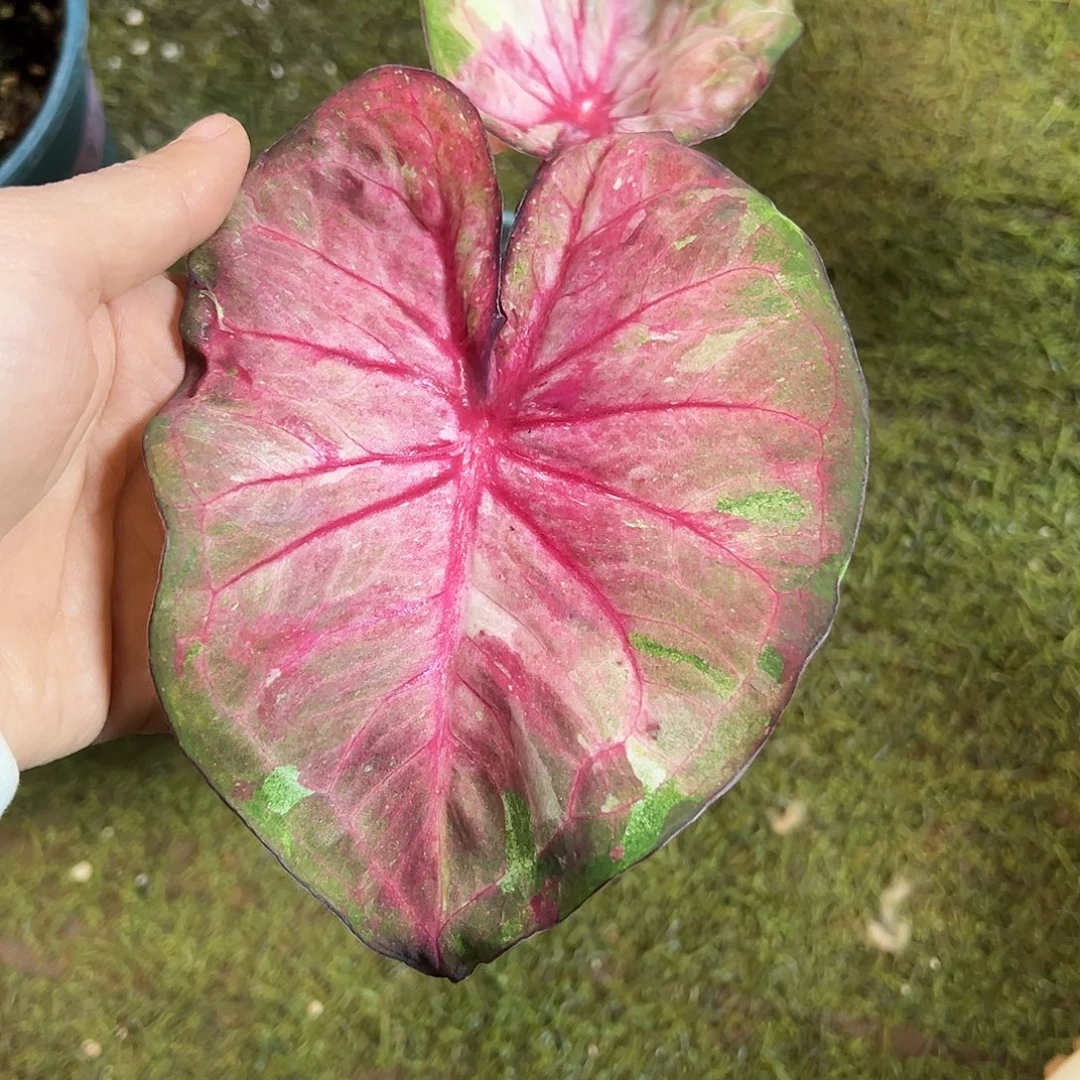 无花朵大球泰彩养定35
