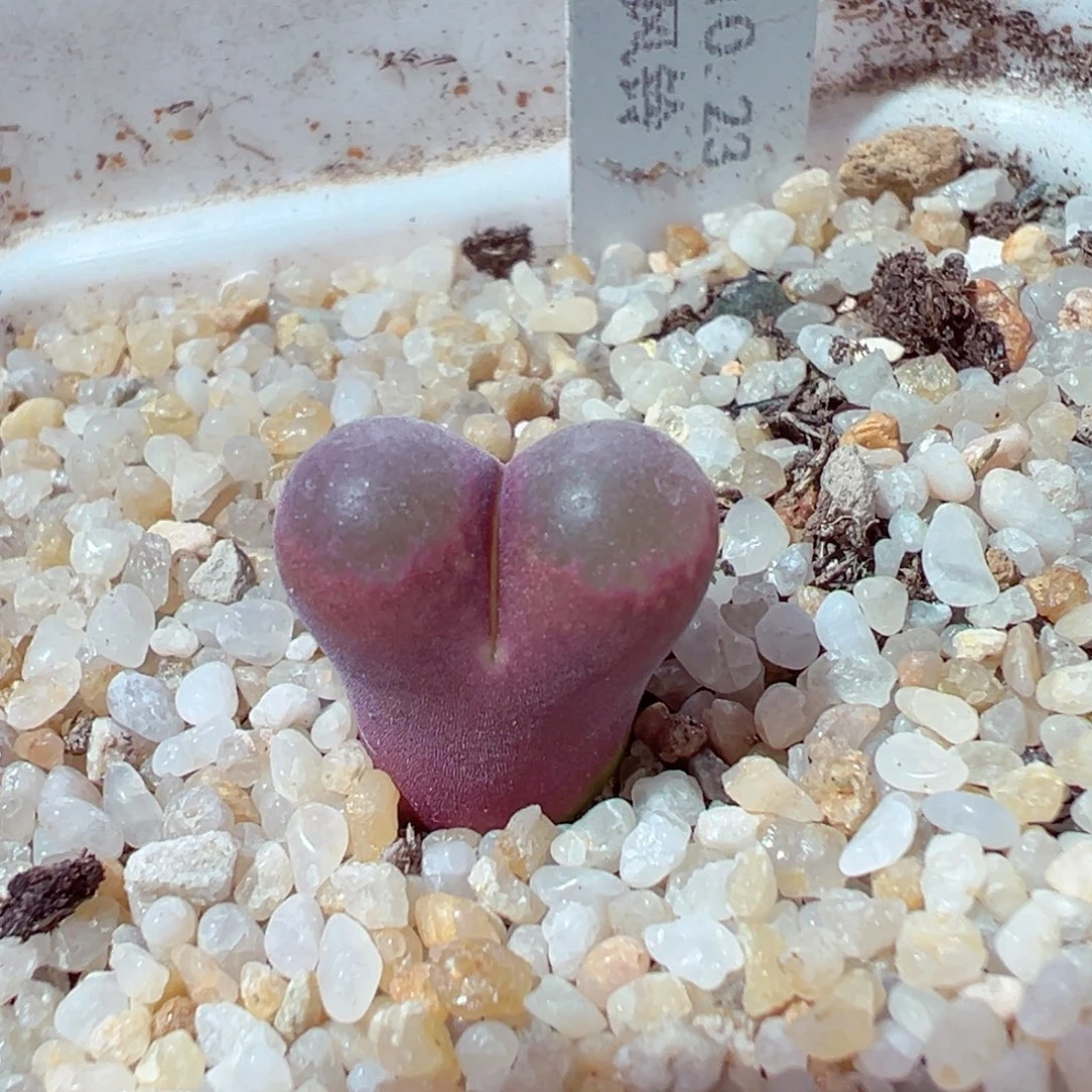 1210-380多肉多日彩虹