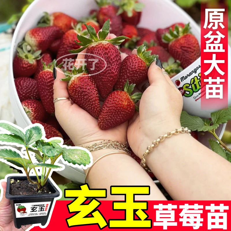 超大果玄玉草莓秧苗大果红颜天使ae真红美玲白黑红果原土根系发达