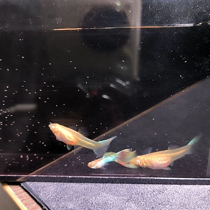 海水鱼精品孔雀鱼，极光幻彩，一公两母。