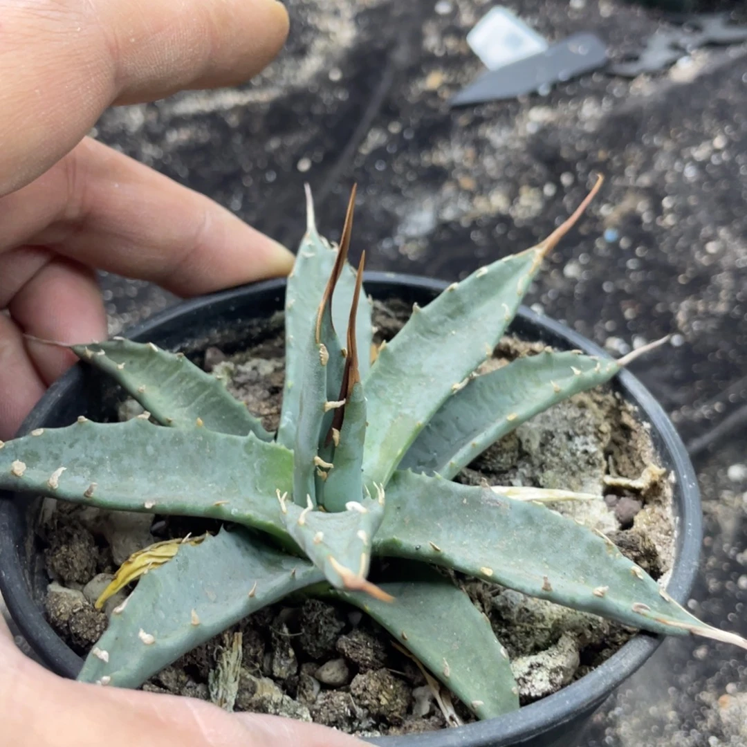 妖炎龙舌兰1111111