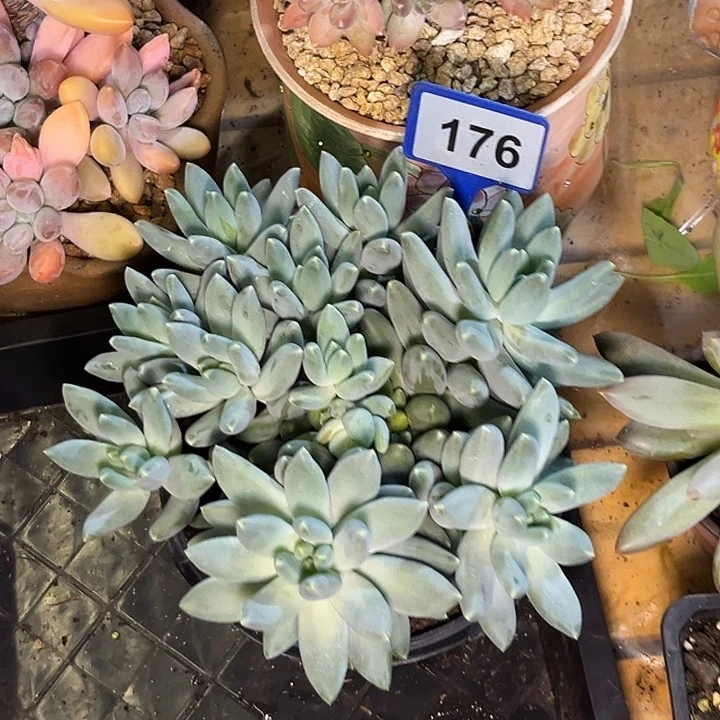 多肉植物星空美人176