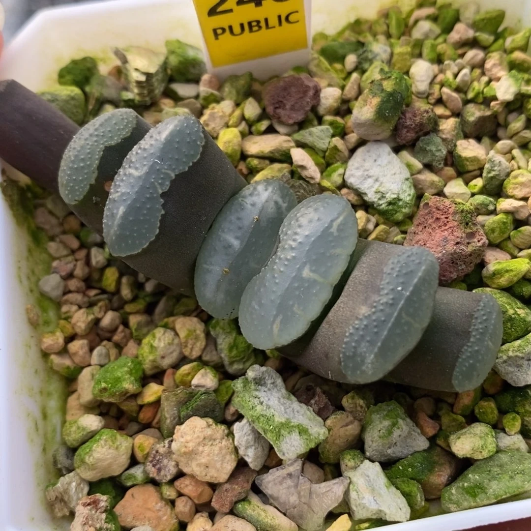 240传奇蓝玉扇一物一拍