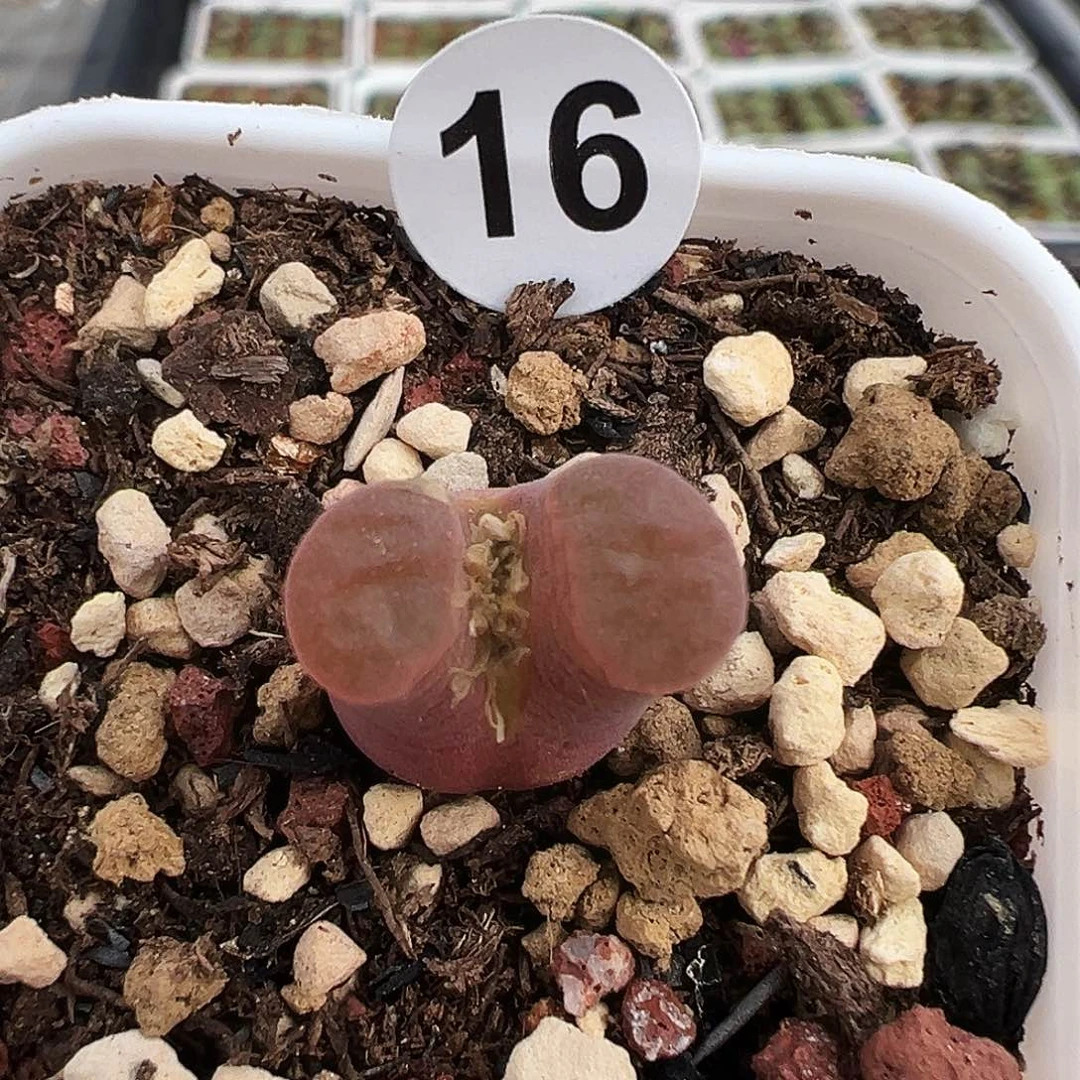 16号开播福利….....