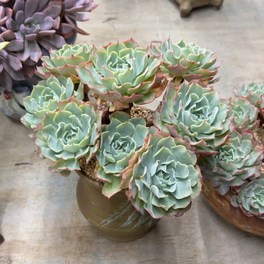 海啸28 零零多肉植物