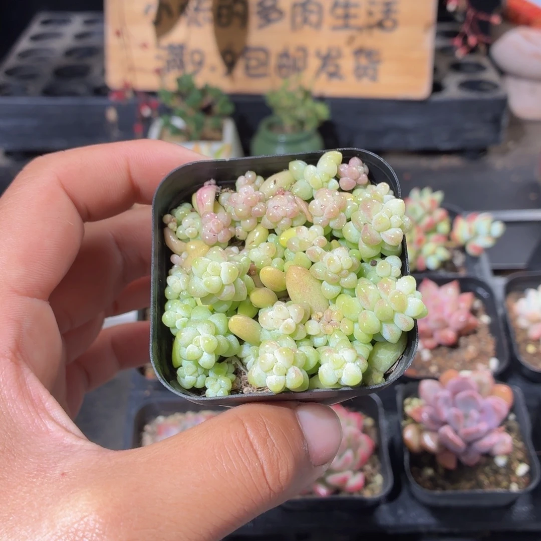 怎***样玉坠➕乙女心多肉9.9包邮发货