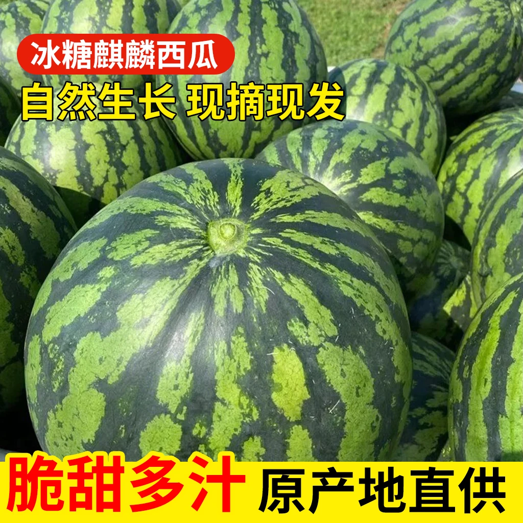 麒麟西瓜冰糖水果薄皮新鲜大西瓜皮薄超甜现摘现发