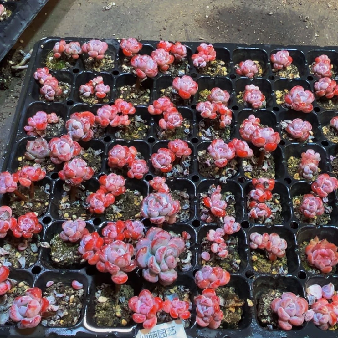 郑***_869的人都是这样吗我的