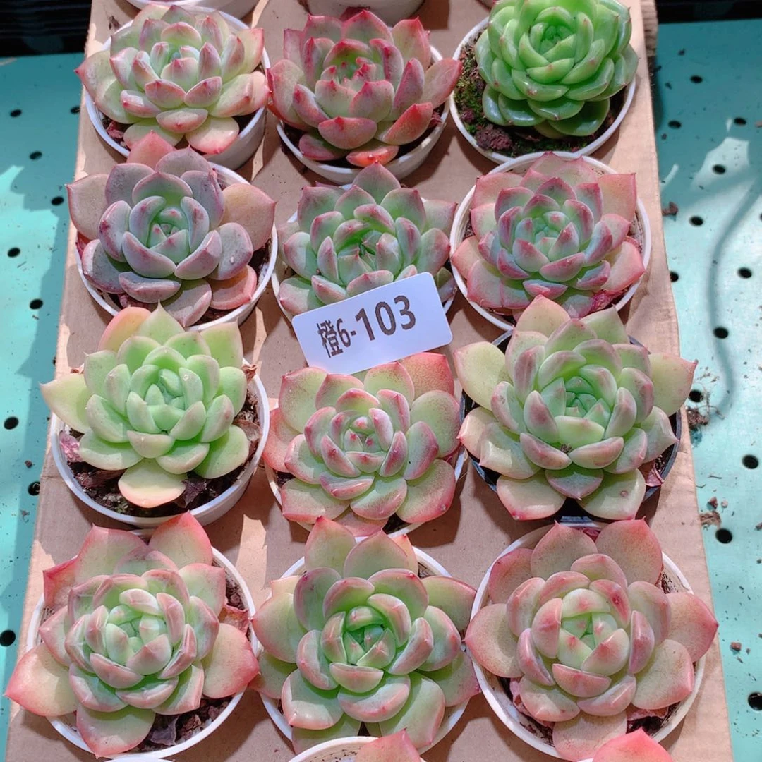 6-103一物一拍多肉带盆18颗