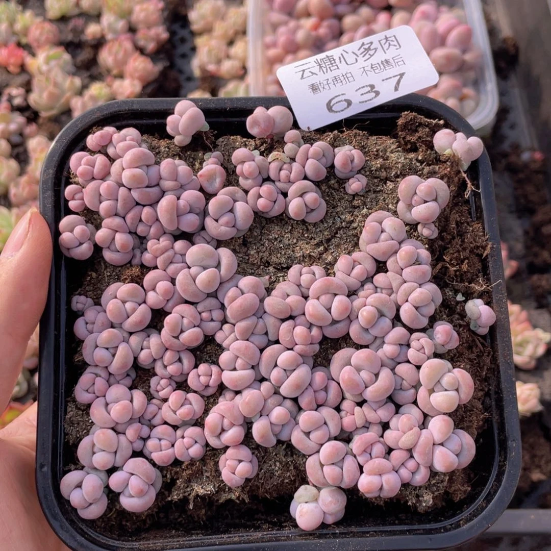 云糖心多肉植物637