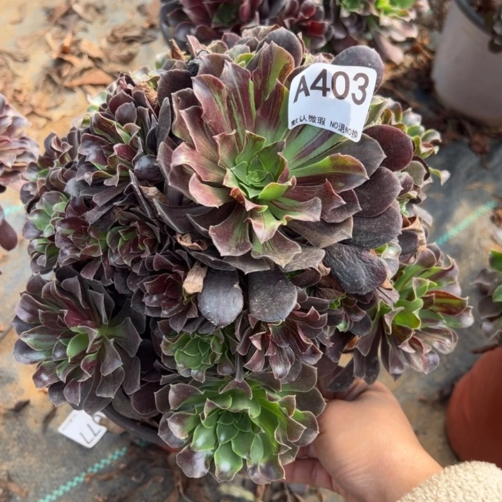欧若拉多肉植物403.