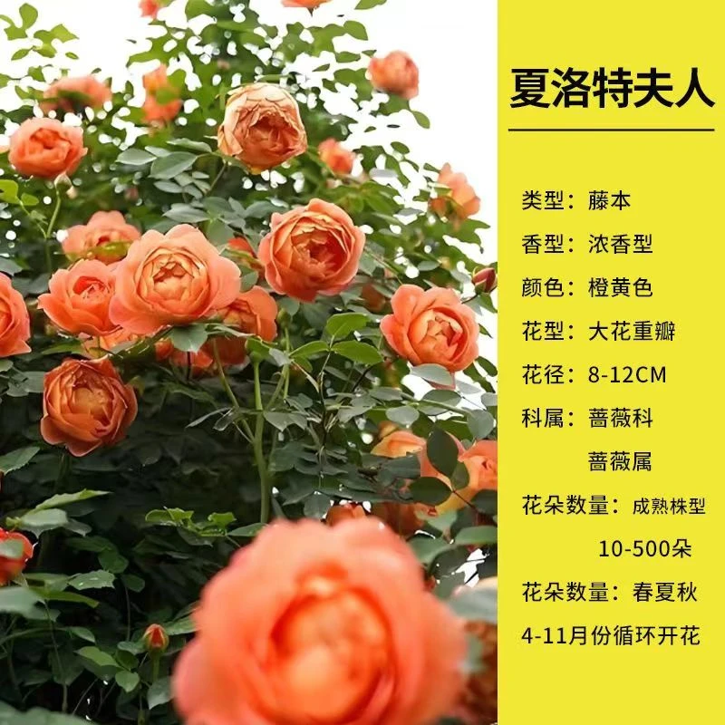 黄色爬藤夏洛特夫人月季