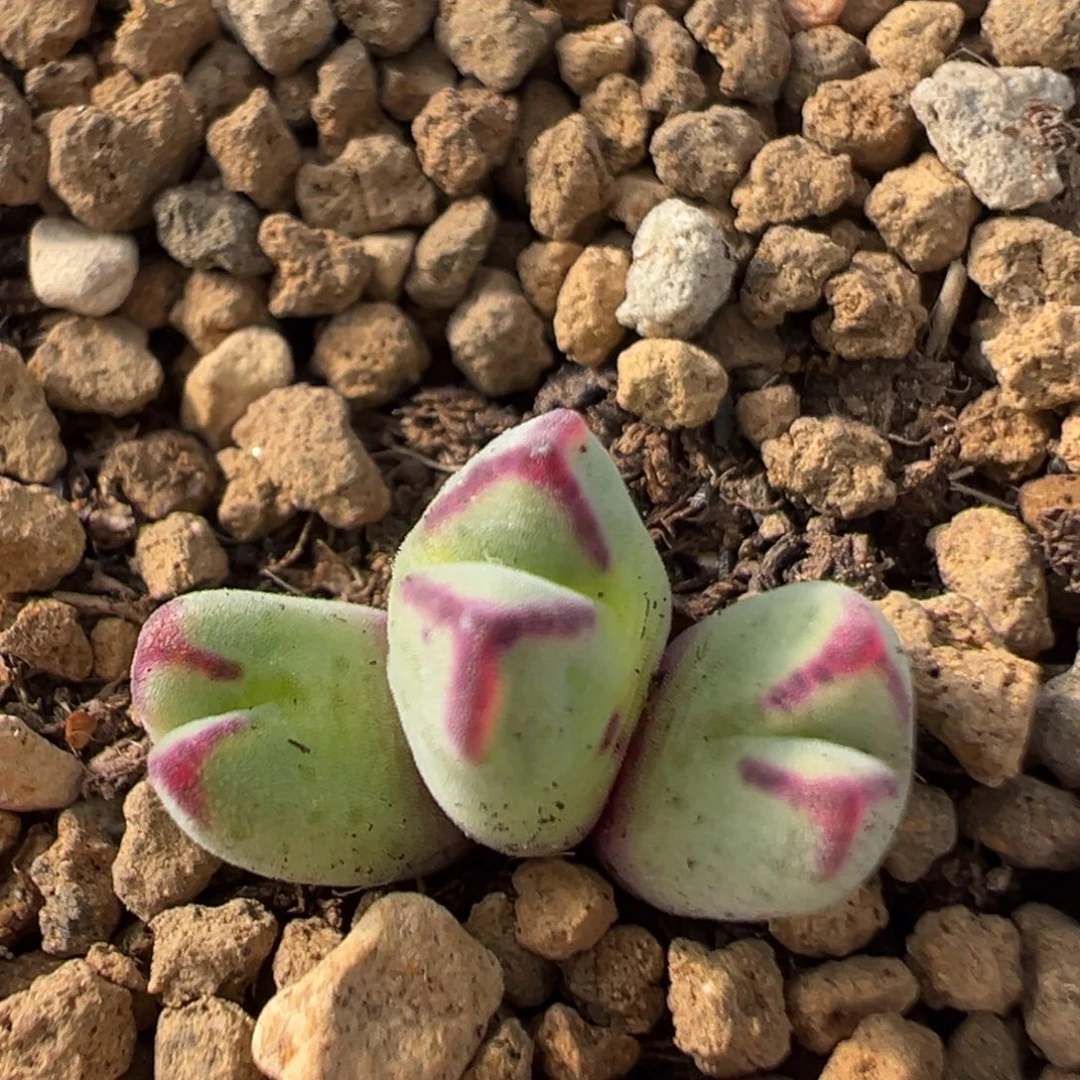 169多肉植物百科植物