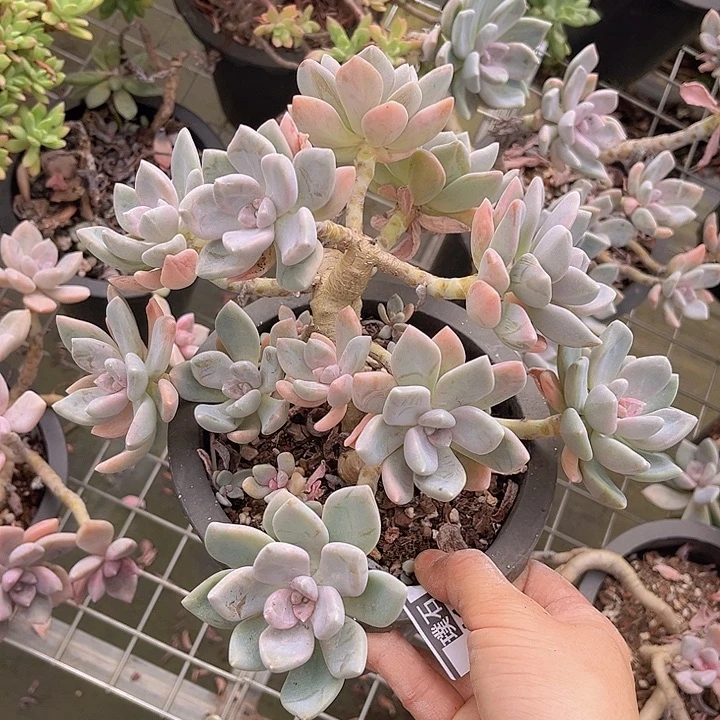 东美人24109多肉植物
